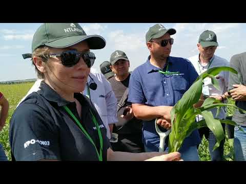 Видео: #NTLAB19 Елена Дудкина. Покровные культуры.