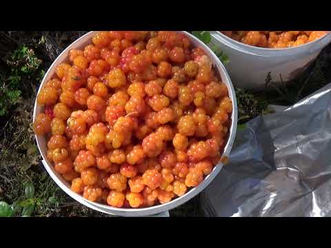 Видео: В ТАЙГУ ЗА МОРОШКОЙ / МОРОШКА 2020 / ЯГОДЫ КАРЕЛИИ