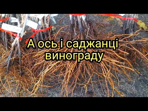 Видео: А ось і саджанці винограду.