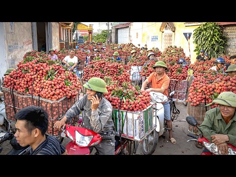Видео: Личи/Lychee | Как это растет?