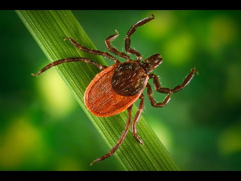 Видео: Клещи и блохи / Что должен знать и делать каждый владелец / Средства защиты /Китайские хохлатые