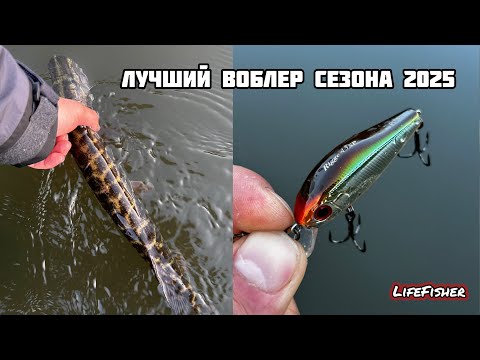 Видео: Белый хищник все. Клюет зеленый голавль. Река Упа. Тула.