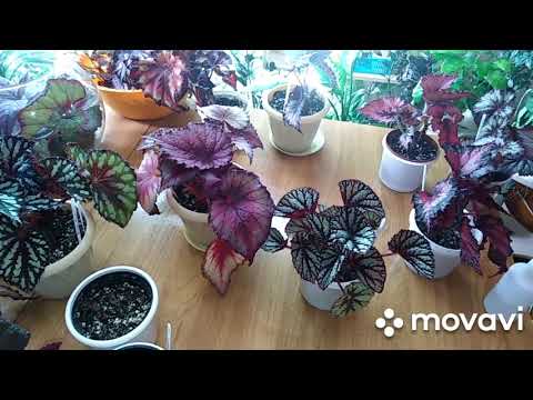 Видео: Комнатные цветы. Омолаживание   декоративно- лиственной бегонии.