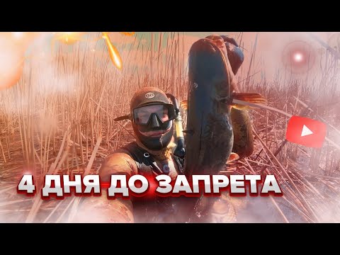 Видео: ПОДВОДНАЯ ОХОТА НА САЗАНА ВЕСНА ( Часть-3)