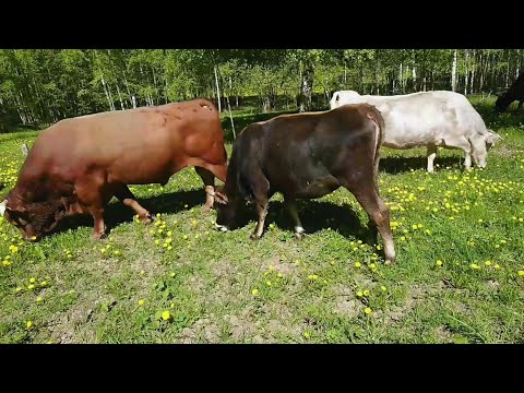 Видео: 7 месяцев на воде и сене.