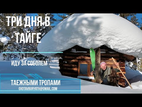 Видео: Промысел соболя в тайге Сибири. Будни охотника. сезон 2023