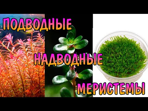Видео: НАДВОДНЫЕ, ПОДВОДНЫЕ ИЛИ МЕРИСТЕМЫ. ЧТО ВЫБРАТЬ?