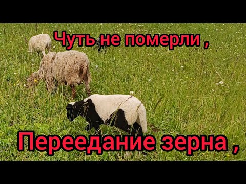 Видео: Молодняку 3 месяца , я не тракторист , кошу поле триммером , чуть не погубил всех животных !