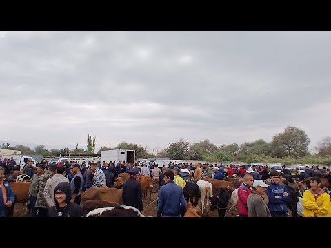 Видео: Якшанбе бозори н Ёвон мол кам бозорда 5 октябр 2025 #молбозор # ёвон