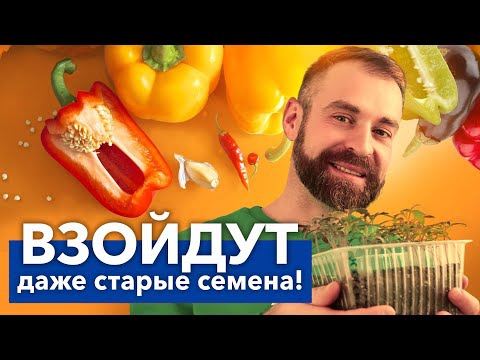 Видео: СУМАСШЕДШАЯ ВСХОЖЕСТЬ ЛЮБЫХ СЕМЯН! Простой способ разбудить семена перца и не потратить ни копейки