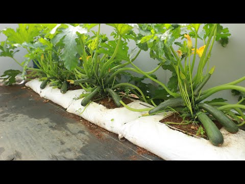 Видео: Выращивание кабачков из соевых бобов, о котором мало кто знает, делает плоды крупнее и обильнее