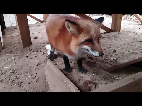 Видео: Ли Сяо / Alice the Fox Лиса Алиса (После ночи в ванной и погрызенный душ)