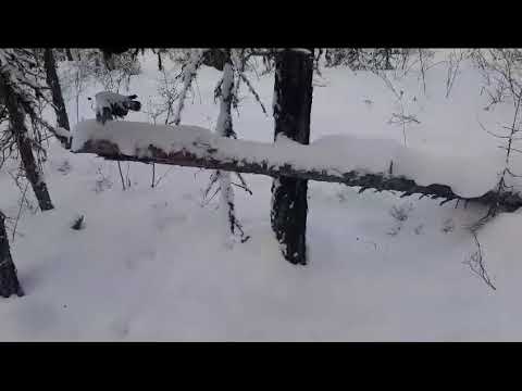 Видео: И снова результат пахучих приманок.