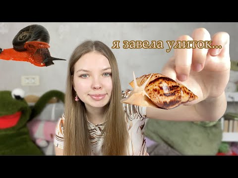Видео: обустраиваю дом для УЛИТОК/лимиколярии, субулины