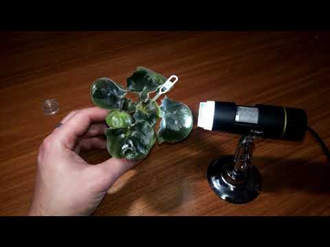 Видео: КЛЕЩ НАПАЛ НА ФИАЛКУ микроскоп в помощь