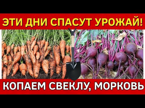 Видео: ПРОЛЕЖАТ ДО ВЕСНЫ! Когда копать морковь и свеклу 2025, чтобы они ДОЛГО И ХОРОШО хранились