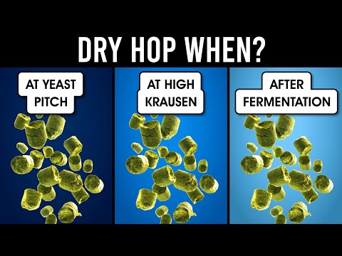 Видео: Когда следует проводить сухое охмеление? | exBEERiments