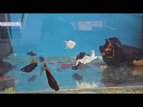 Видео: Каких живородок я содержу?