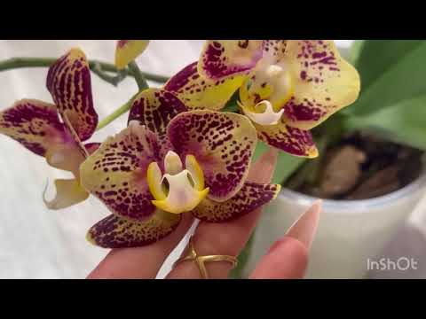 Видео: Орхидейный влог,покажу остатки цветения  моих орхидей бабочек 🦋🌸Прогуляемся по моей цветочной 🦋🌸🌷