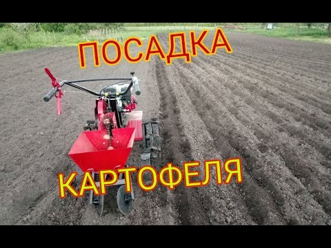 Видео: Посадка Картофеля Мотоблоком ОКА и Переделанной Картофелесажалкой КСМ-1