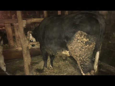 Видео: Покупка бычков