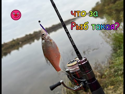 Видео: ЭКСПЕРИМЕНТ. Рыбалка на Оке. Осень 2022. Ловля с берега.