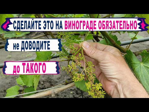 Видео: 🍇 Что ОБЯЗАТЕЛЬНО нужно сделать после ЦВЕТЕНИЯ ВИНОГРАДА. Не тяните с ЭТИМ и не теряйте УРОЖАЙ ДАРОМ