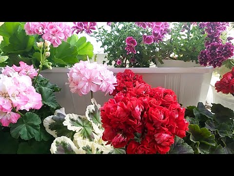 Видео: Пеларгонии и фуксии. Мой цветущий балкон.
