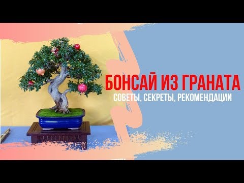 Видео: Бонсай из граната. Секреты выращивания, советы по уходу, рекомендации