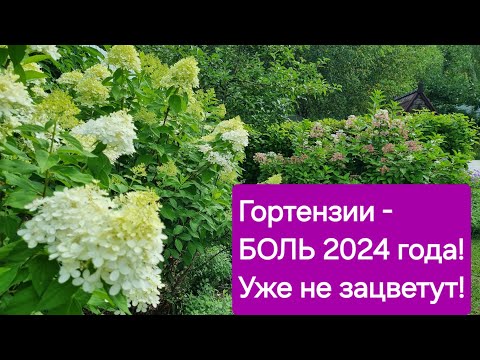 Видео: Гортензии - БОЛЬ 2024 года! УЖЕ НЕ ЗАЦВЕТУТ!