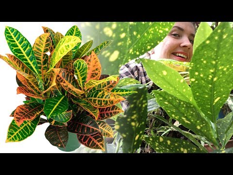 Видео: КРОТОН / КОДИЕУМ  уход в домашних условиях 🌿 Почему опадают листья?