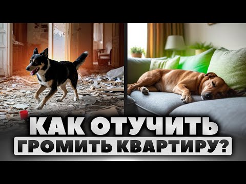 Видео: Как отучить собаку грызть вещи ДОМА | Щенок уничтожает мебель. ПОЧЕМУ ГРЫЗЁТ ВСЁ ВОКРУГ?