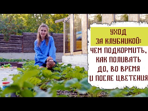 Видео: Уход за клубникой: чем подкормить, как поливать до, во время и после цветения, чтобы собрать большой