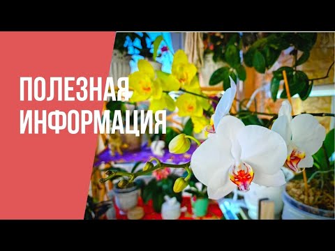 Видео: Секрет пышного цветения моих орхидей.