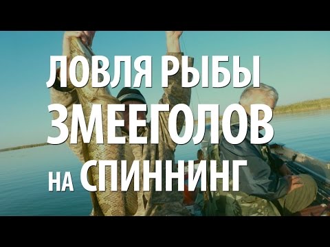 Видео: КАК ЛОВИТЬ РЫБУ ЗМЕЕГОЛОВ. РЫБАЛКА СПИННИНГОМ на ЗМЕЕГОЛОВА во ВЛАДИВОСТОКЕ