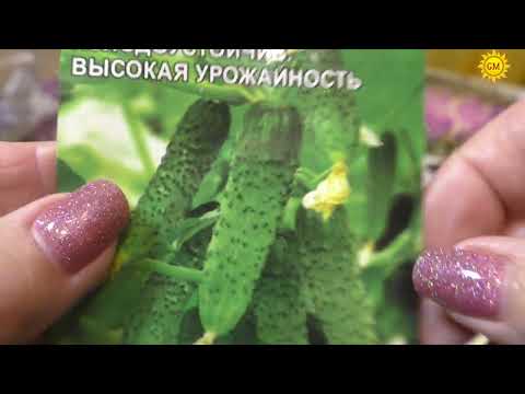 Видео: Огурцы. Красавчик Хикмет. Хочется возразить...