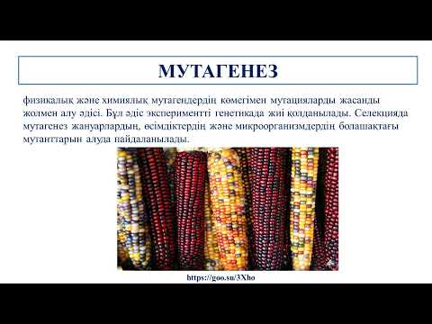 Видео: селекция әдістері