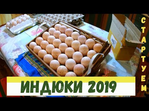 Видео: Закладка в  инкубатор, инкубация индюков, разведение индюков в личном подсобном хозяйстве