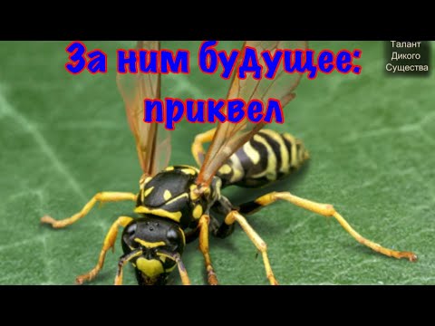 Видео: The Ants. Полистес Доминула