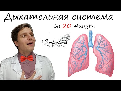 Видео: Дыхательная система 💨 за 20 минут