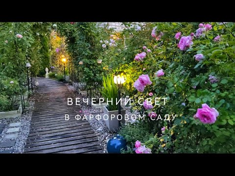 Видео: Вечерний свет, молочная сыворотка и лучшие розы для жары