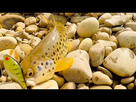 Видео: Что ловят воблеры Jackall Chubby с Алиэкспресс