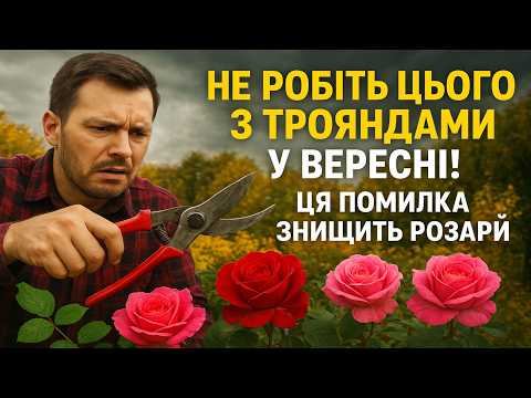 Видео: Не робіть цього з трояндами у вересні! 🚫 Ця осіння обрізка гарантовано знищить ваш розарій.