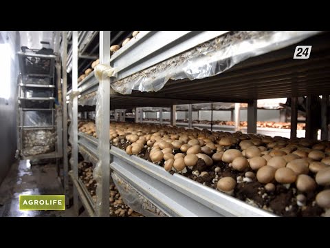 Видео: Саңырауқұлақ өсіру қаншалықты табысты кәсіп? | AgroLife