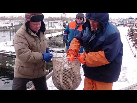 Видео: Кармановский рыбхоз, проведение УЗИ диагностики стерляди 3-хл