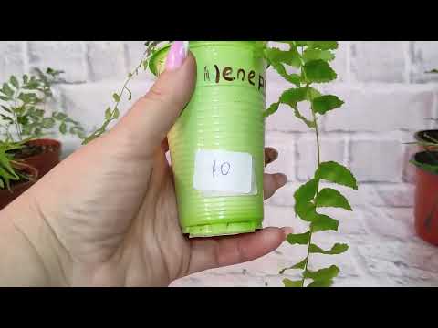 Видео: Папоротники. Продажа на 19.08.23