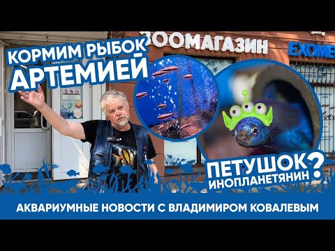 Видео: 🐟 Аквариумные новости с Владимиром Ковалевым (16.06.2023). Кормление рыб в Экзоменю.