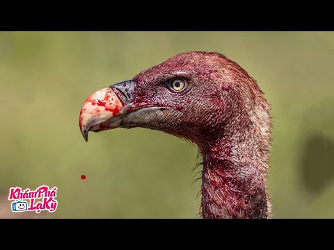 Видео: Это Самая Опасна и Смертоносная Птица в Мире! Топ 10