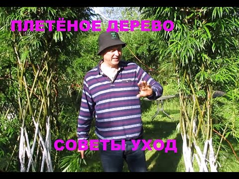 Видео: PAVIVA Плетёное дерево из ивы в ромб, советы и уход после посадки и через несколько лет.