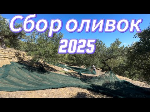 Видео: Сбор оливок 2025. Как итальянцы собирают оливки.
